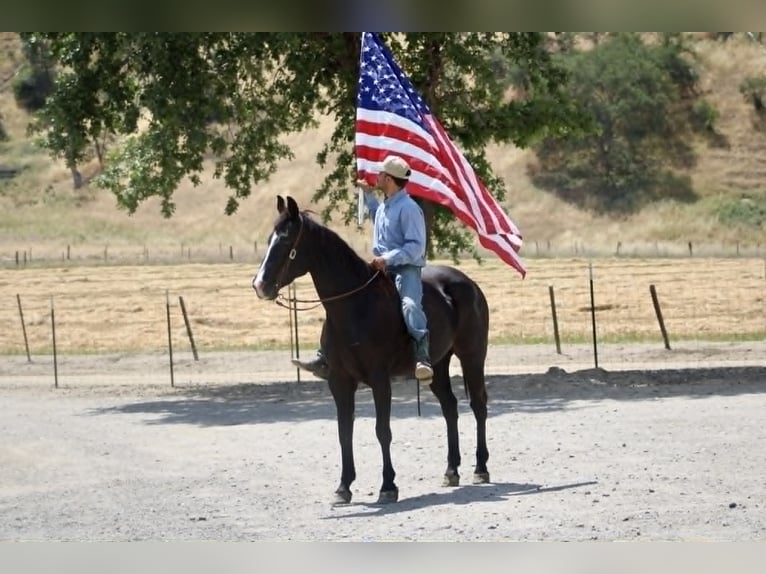 American Quarter Horse Stute 12 Jahre 160 cm Rappe in King City