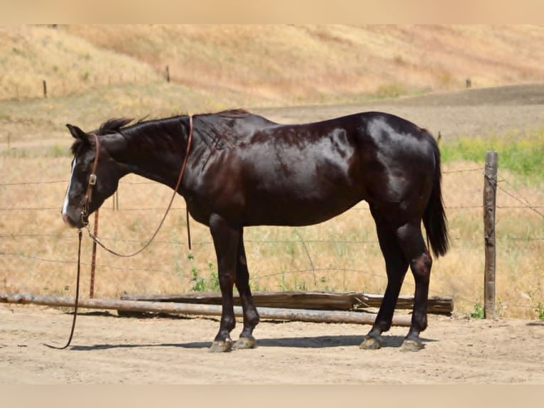 American Quarter Horse Stute 12 Jahre 160 cm Rappe in King City