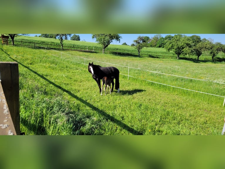 American Quarter Horse Stute 12 Jahre 160 cm Rappe in Adelsheim