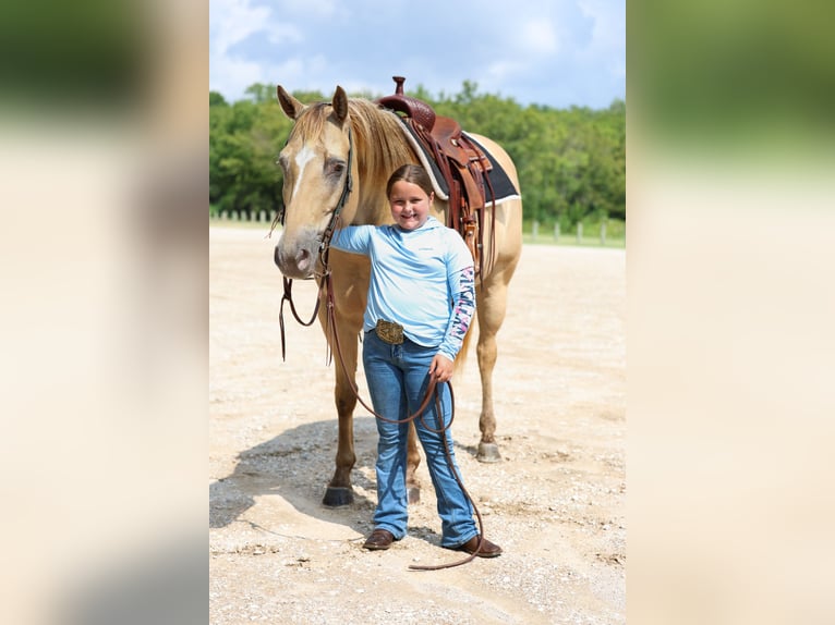 American Quarter Horse Stute 12 Jahre 163 cm Champagne in Forney