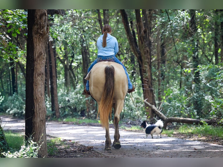 American Quarter Horse Stute 12 Jahre 163 cm Champagne in Forney