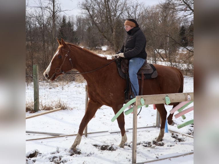 American Quarter Horse Mix Stute 12 Jahre 175 cm Dunkelfuchs in Howell