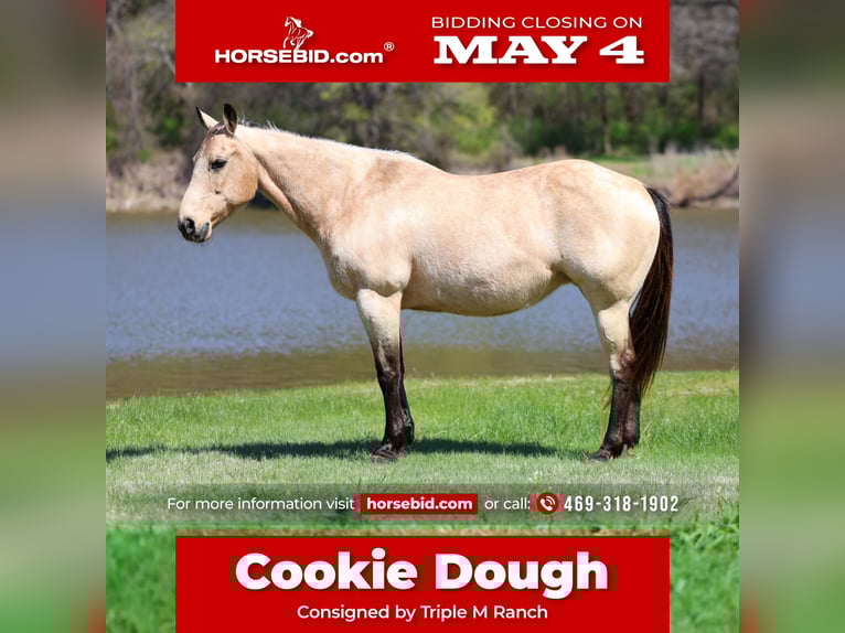 American Quarter Horse Stute 12 Jahre Buckskin in Forney