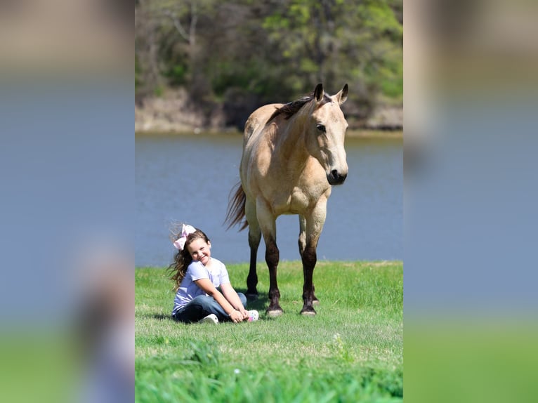 American Quarter Horse Stute 12 Jahre Buckskin in Forney
