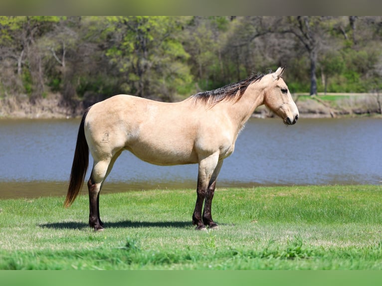 American Quarter Horse Stute 12 Jahre Buckskin in Forney