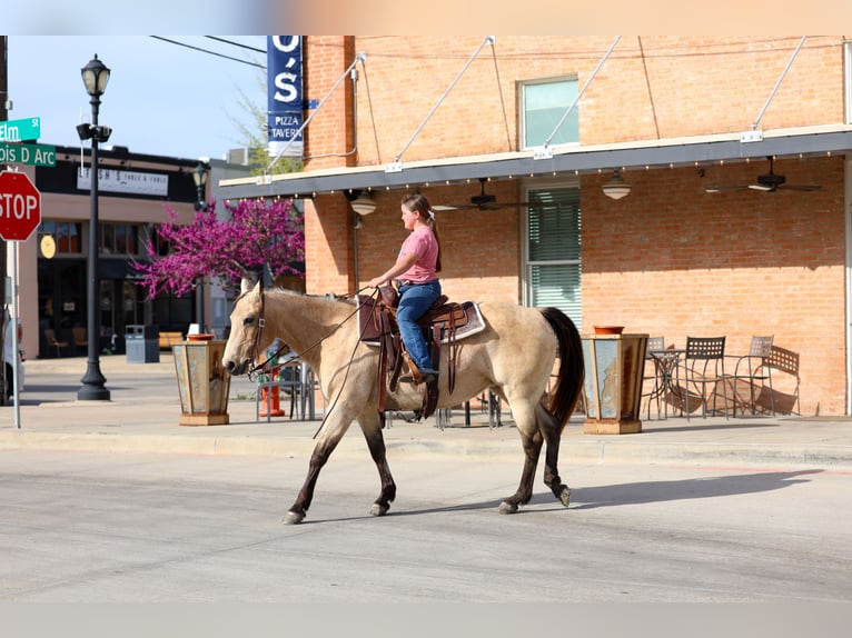 American Quarter Horse Stute 12 Jahre Buckskin in Forney