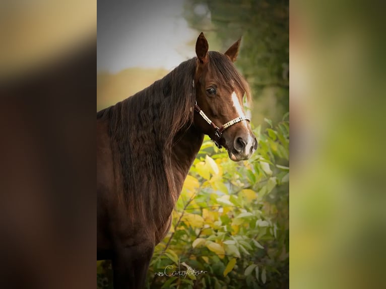 American Quarter Horse Stute 12 Jahre Dunkelfuchs in Baal