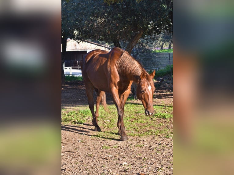 American Quarter Horse Stute 12 Jahre Dunkelfuchs in Cascia