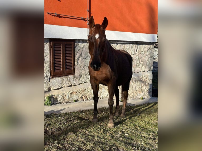 American Quarter Horse Stute 12 Jahre Dunkelfuchs in Cascia