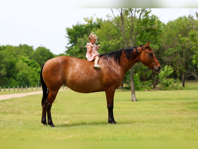 American Quarter Horse Stute 12 Jahre Falbe in Forney