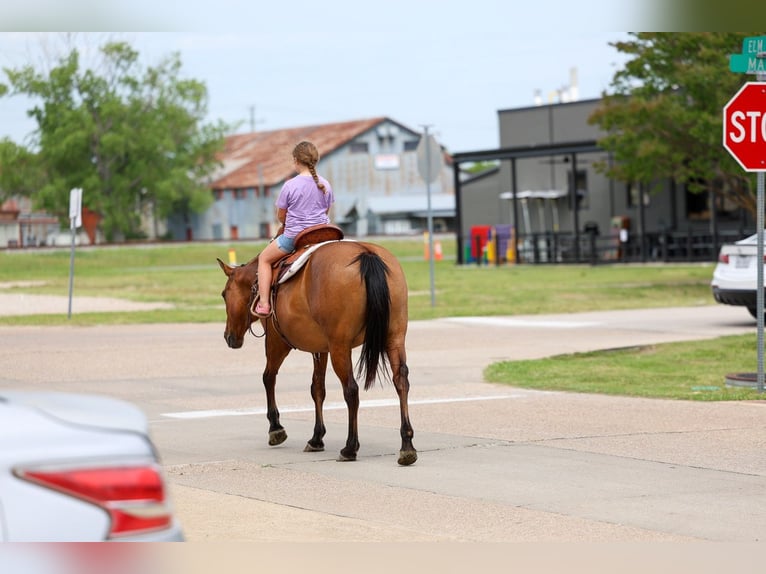 American Quarter Horse Stute 12 Jahre Falbe in Forney