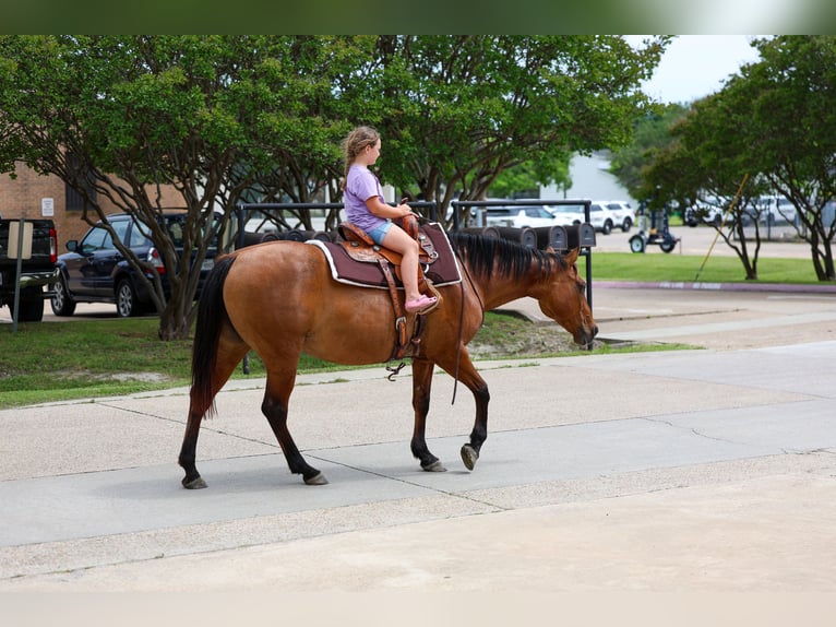 American Quarter Horse Stute 12 Jahre Falbe in Forney