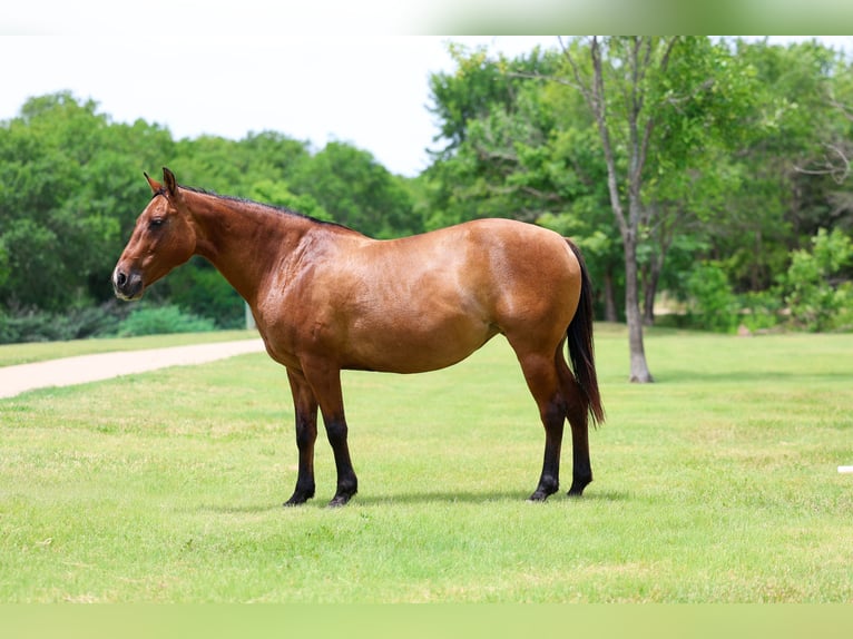 American Quarter Horse Stute 12 Jahre Falbe in Forney