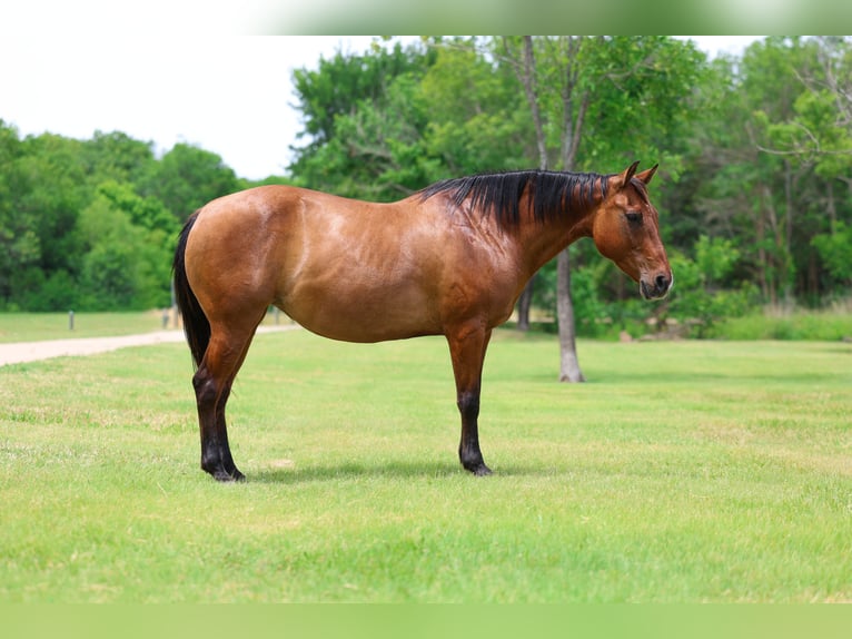 American Quarter Horse Stute 12 Jahre Falbe in Forney