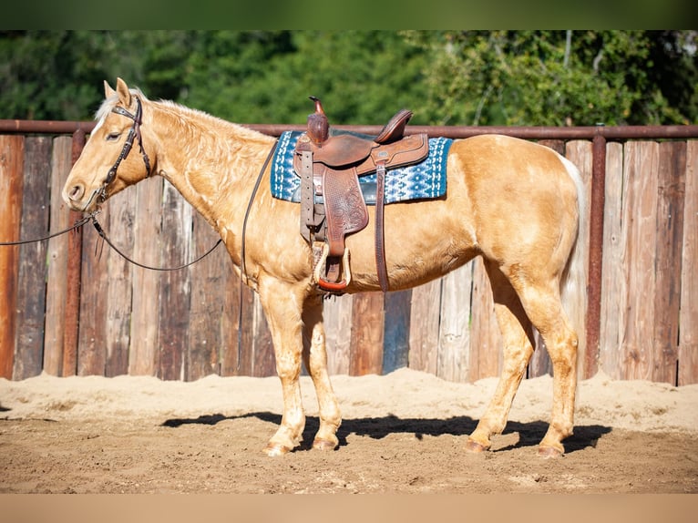 American Quarter Horse Stute 12 Jahre Palomino in Murrieta, CA