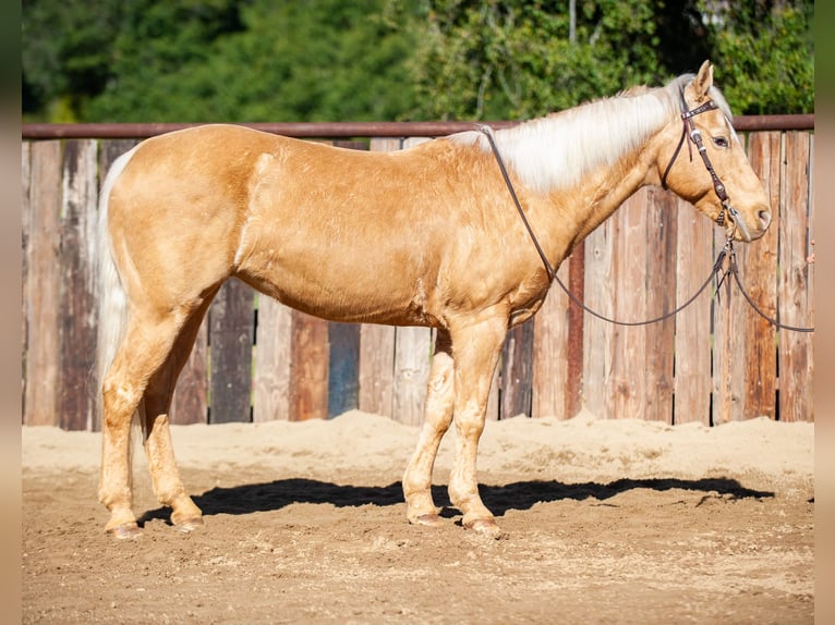 American Quarter Horse Stute 12 Jahre Palomino in Murrieta, CA