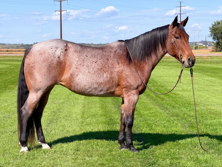 American Quarter Horse Stute 12 Jahre Roan-Bay in Cannon Falls