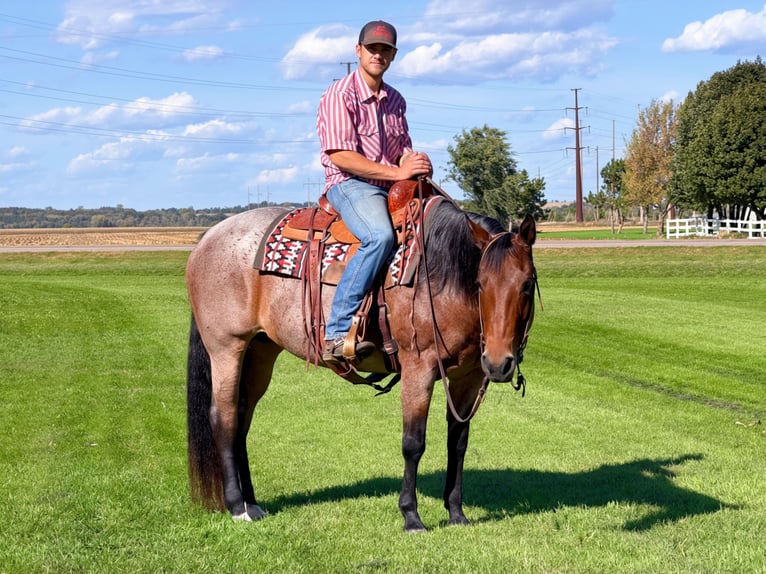 American Quarter Horse Stute 12 Jahre Roan-Bay in Cannon Falls