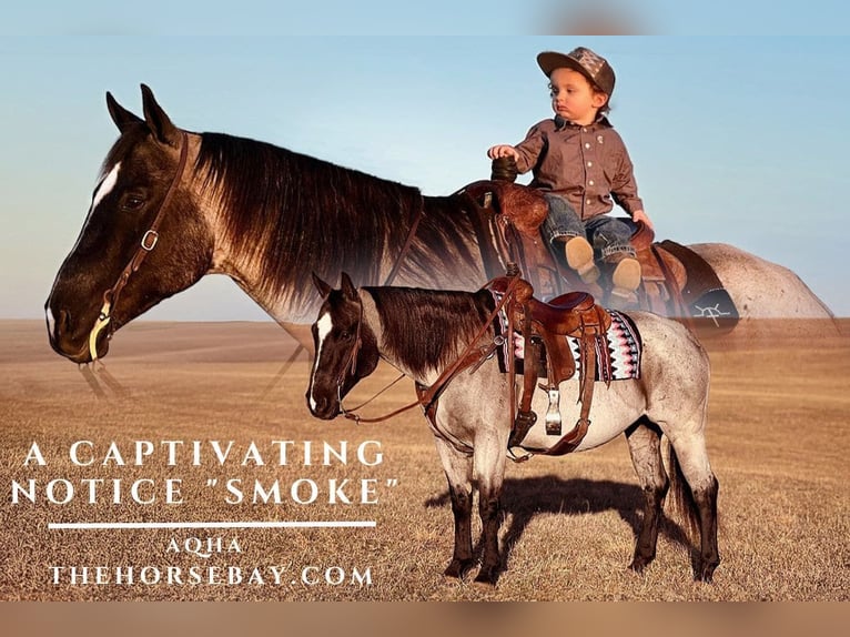 American Quarter Horse Stute 12 Jahre Roan-Bay in Hodgenville, KY