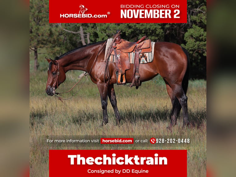American Quarter Horse Stute 12 Jahre Rotbrauner in Camp Verde