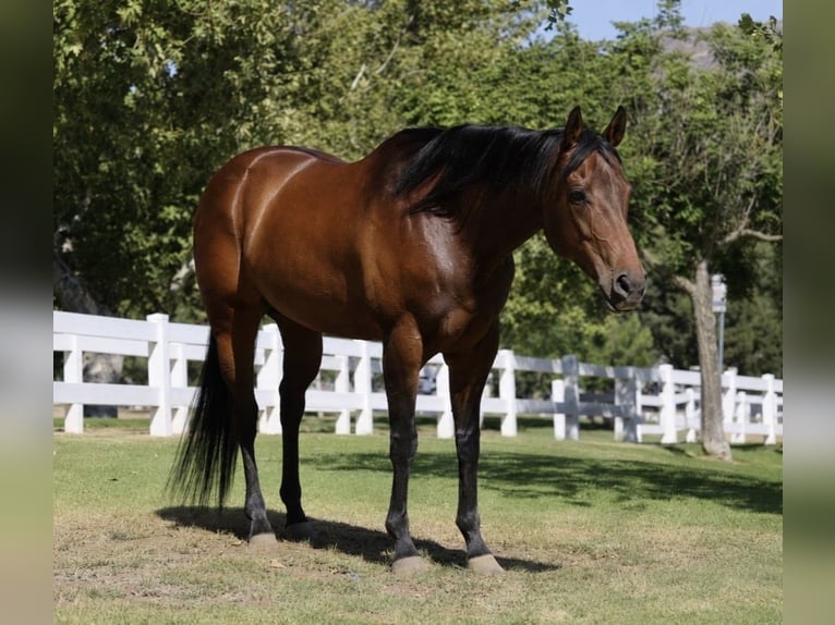 American Quarter Horse Stute 12 Jahre Rotbrauner in Norco