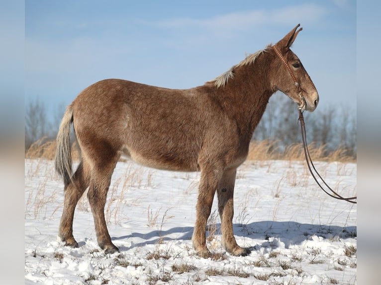 American Quarter Horse Stute 12 Jahre Tobiano-alle-Farben in Jamestown KY