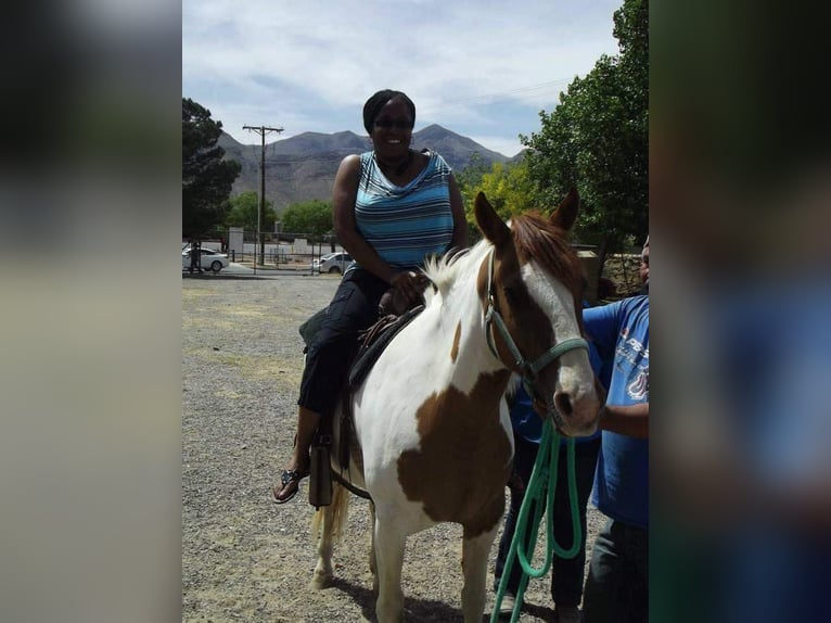 American Quarter Horse Stute 12 Jahre Tobiano-alle-Farben in Weatherford TX