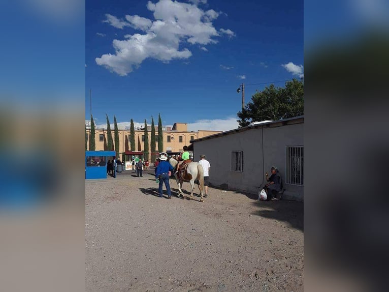 American Quarter Horse Stute 12 Jahre Tobiano-alle-Farben in Weatherford TX