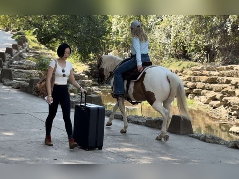 American Quarter Horse Stute 12 Jahre Tobiano-alle-Farben in Weatherford TX