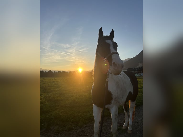 American Quarter Horse Stute 12 Jahre in Gnadenwald American Quarter Horse Stute 12 Jahre in Gnadenwald