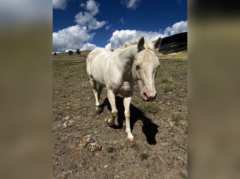American Quarter Horse Stute 12 Jahre White in Cotopaxi