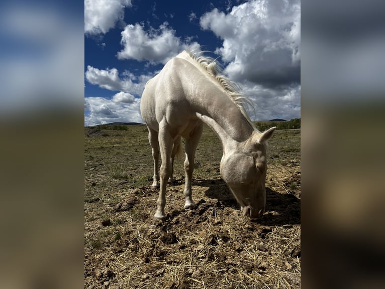 American Quarter Horse Stute 12 Jahre White in Cotopaxi
