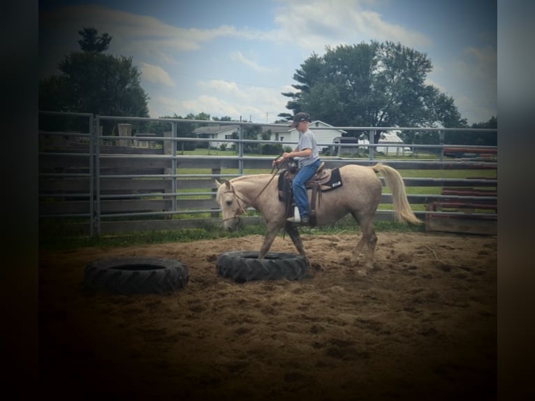 American Quarter Horse Stute 13 Jahre 127 cm Palomino in WINCHESTER kY
