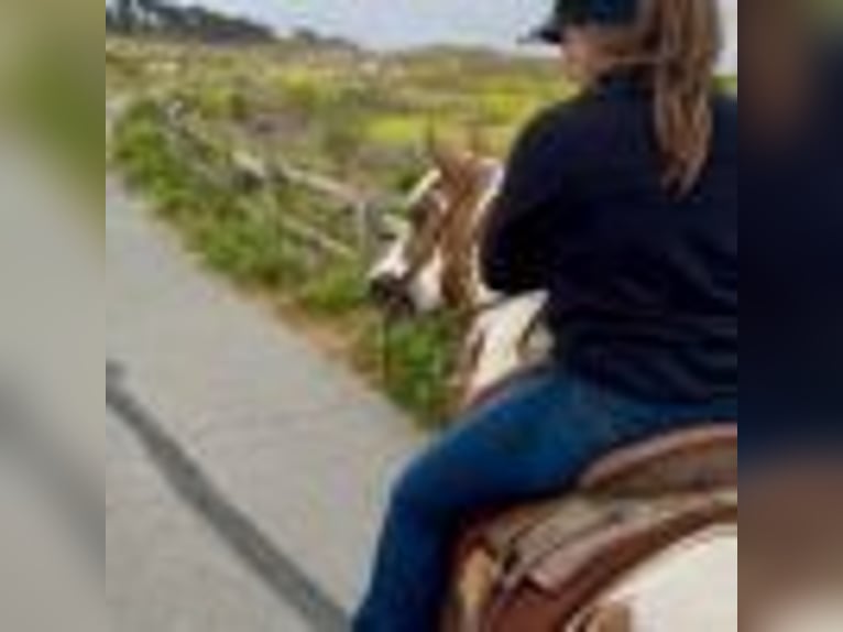 American Quarter Horse Stute 13 Jahre 142 cm Tobiano-alle-Farben in Bitterwater CA