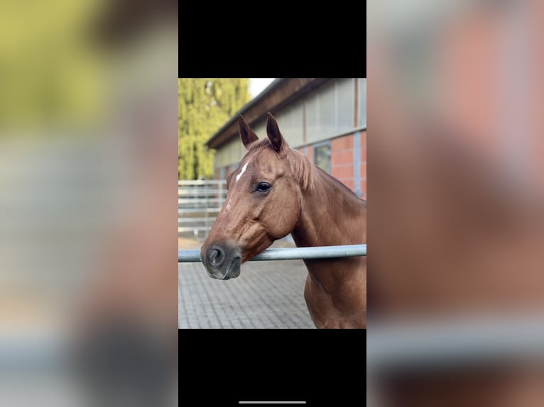 American Quarter Horse Stute 13 Jahre 145 cm Fuchs in Flieden
