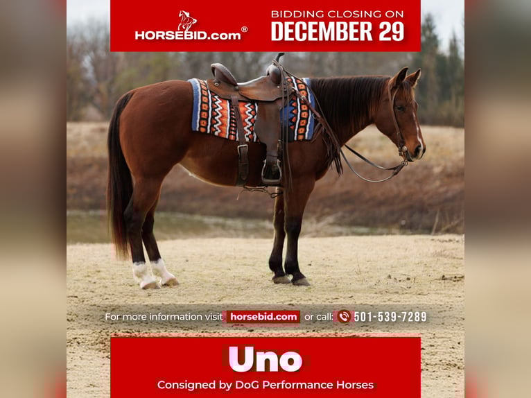 American Quarter Horse Stute 13 Jahre 145 cm Rotbrauner in Vilonia