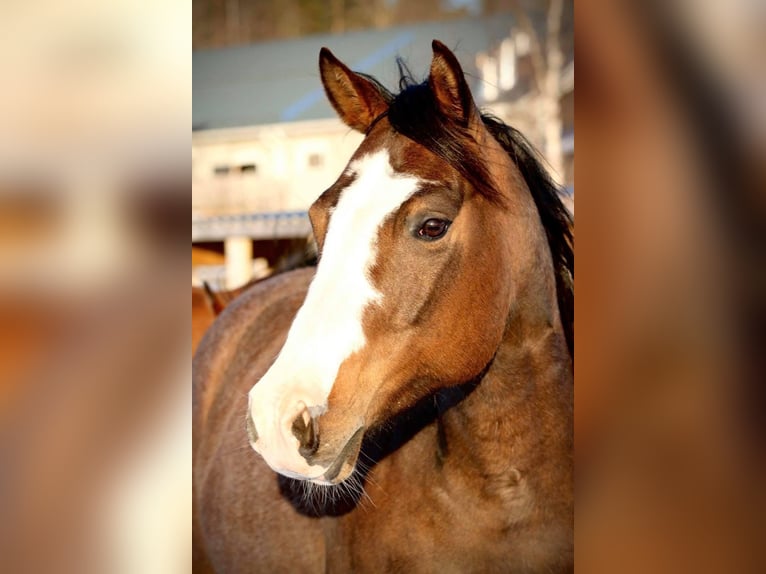 American Quarter Horse Stute 13 Jahre 147 cm Brauner in Tavelsjö