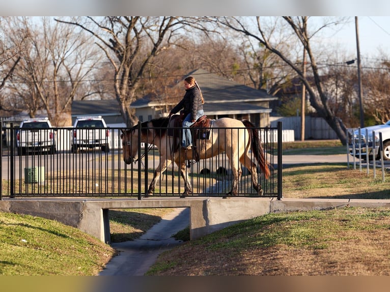 American Quarter Horse Stute 13 Jahre 147 cm Buckskin in Forney