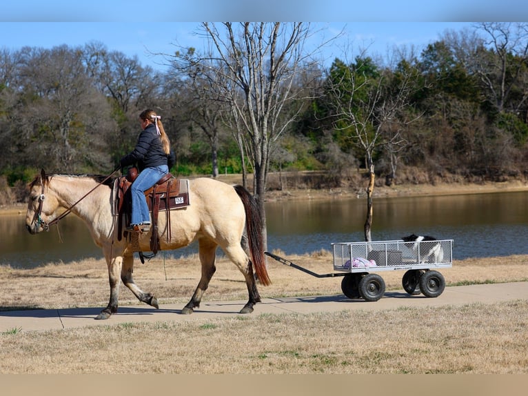 American Quarter Horse Stute 13 Jahre 147 cm Buckskin in Forney