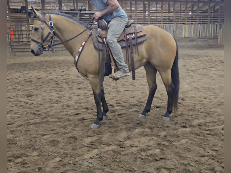 American Quarter Horse Stute 13 Jahre 147 cm Buckskin in Mora, MN