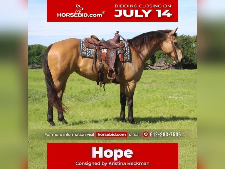 American Quarter Horse Stute 13 Jahre 147 cm Buckskin in Mora, MN