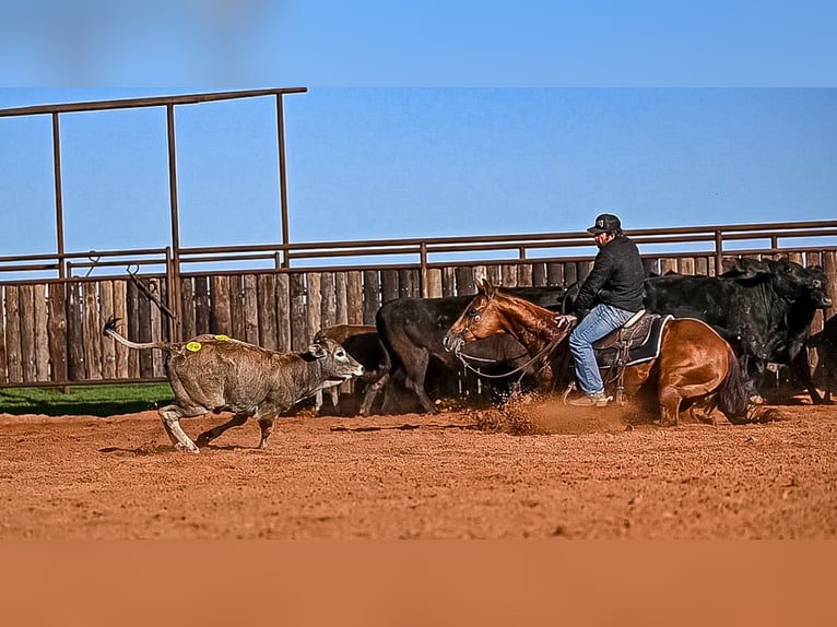 American Quarter Horse Stute 13 Jahre 147 cm in Waco, TX