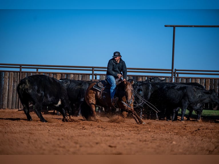 American Quarter Horse Stute 13 Jahre 147 cm in Waco, TX