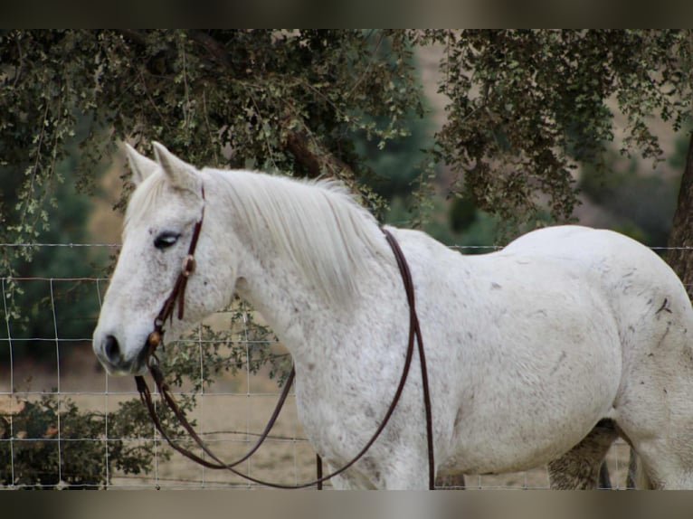 American Quarter Horse Stute 13 Jahre 147 cm Schimmel in Bitterwater CA