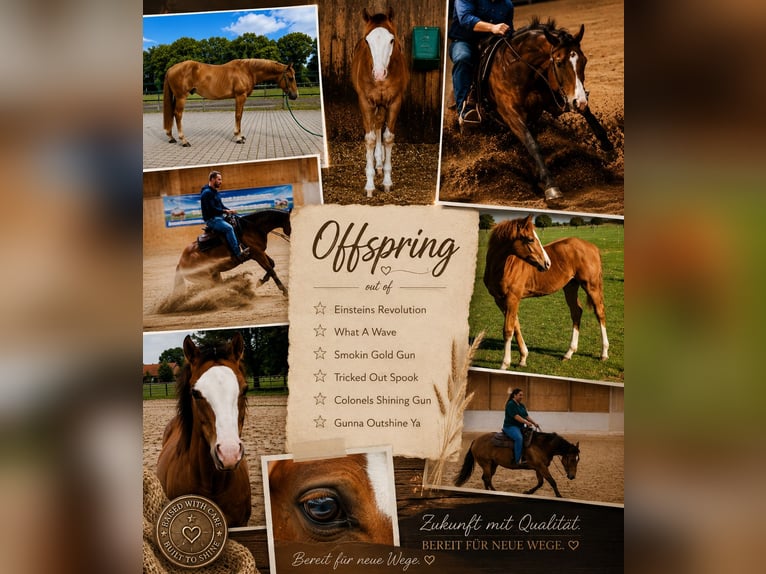 American Quarter Horse Stute 13 Jahre 148 cm Brauner in Weste
