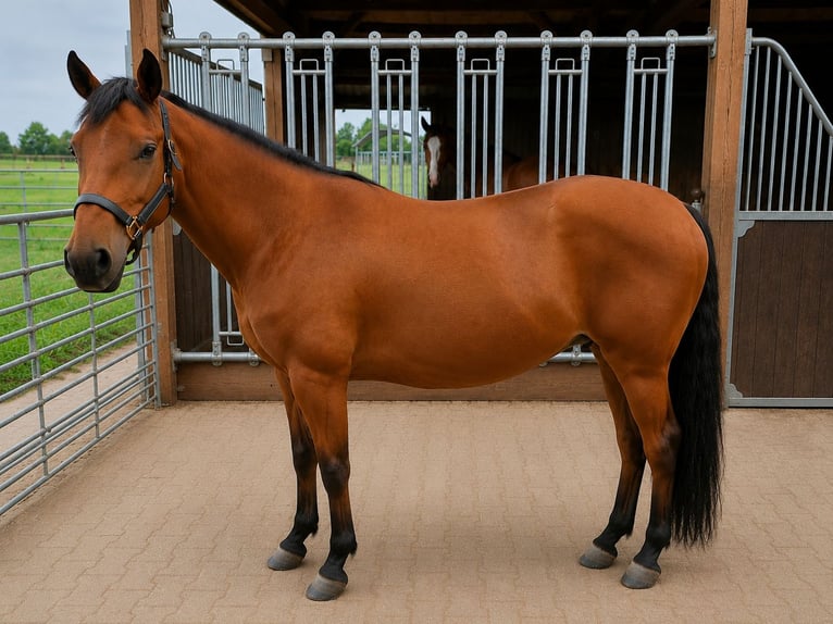 American Quarter Horse Stute 13 Jahre 148 cm Brauner in Weste