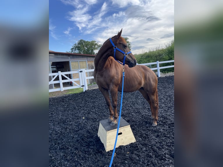 American Quarter Horse Stute 13 Jahre 149 cm in Neckarwestheim