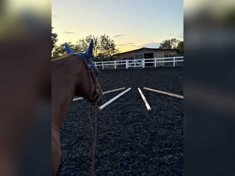 American Quarter Horse Stute 13 Jahre 149 cm in Neckarwestheim