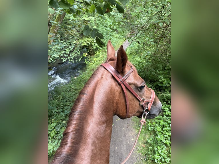 American Quarter Horse Stute 13 Jahre 149 cm in Neckarwestheim