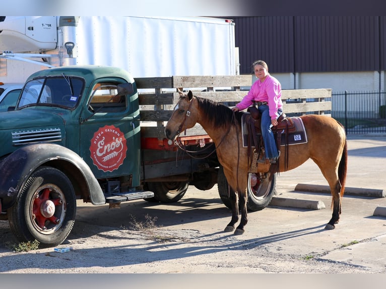 American Quarter Horse Stute 13 Jahre 150 cm Buckskin in Forney, TX